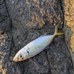アジ