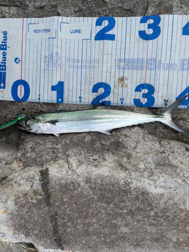 サゴシの釣果