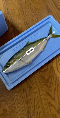 ツバスの釣果