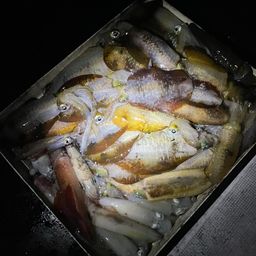 アオリイカ