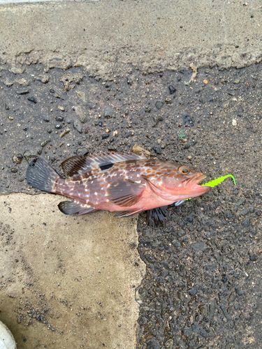 敦賀湾