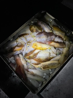 ケンサキイカの釣果