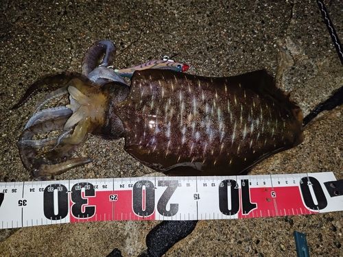 アオリイカの釣果