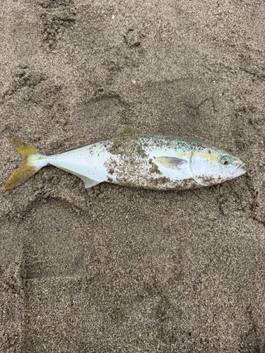 イナダの釣果