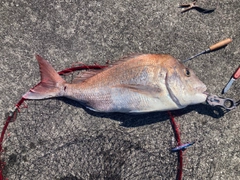 マダイの釣果