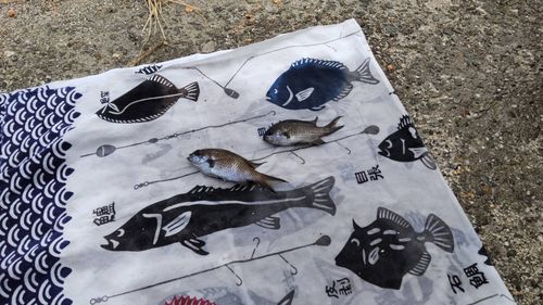 ハナダイの釣果