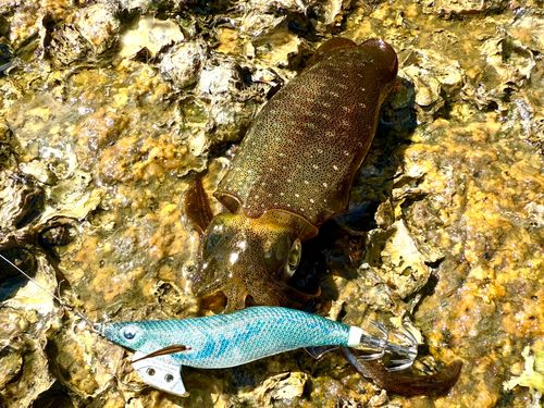 アオリイカの釣果
