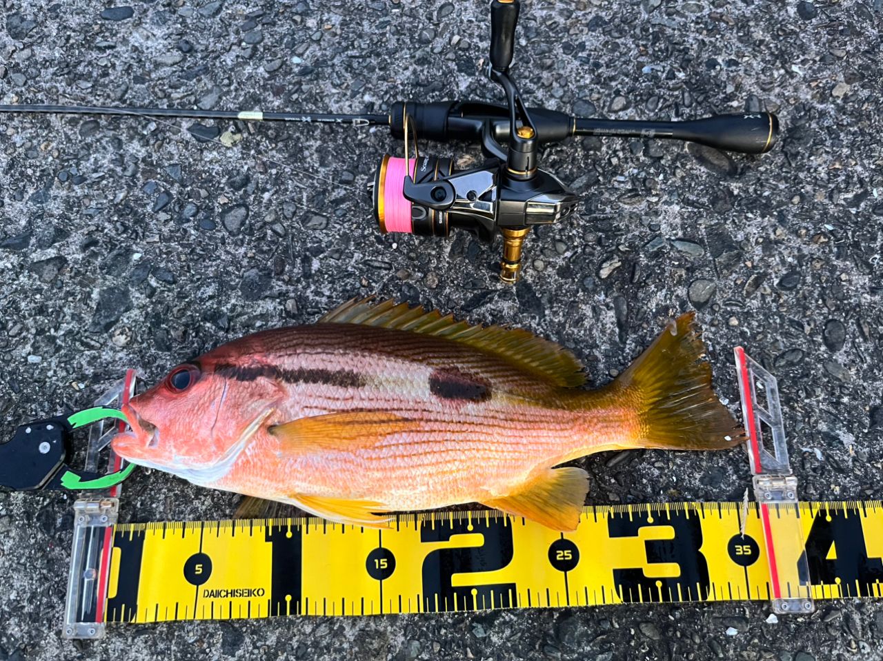 【新品未使用】 シマノ 21 ソアレ XR S54SUL-S ロッド Amazon | シマノ(SHIMANO) ロッド 21 ソアレ XR S54SUL-S