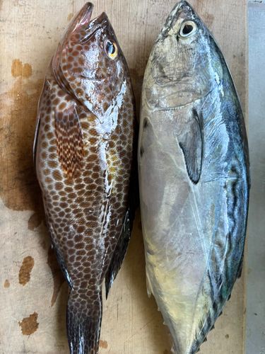 スマカツオの釣果