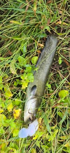 ナマズの釣果