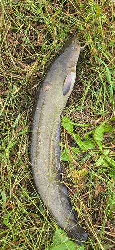 ナマズの釣果