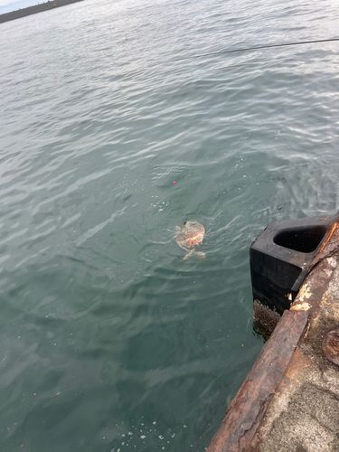 釣果