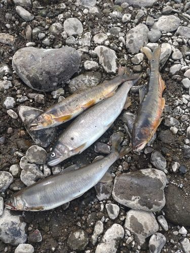 アユの釣果