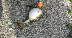 クサフグの釣果