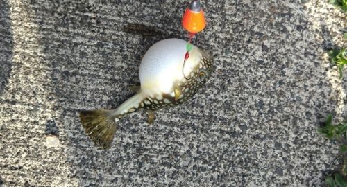 クサフグの釣果