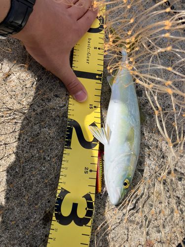 ワカシの釣果