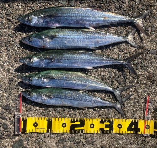 サゴシの釣果