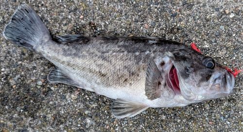 クロソイの釣果