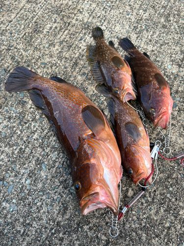 キジハタの釣果
