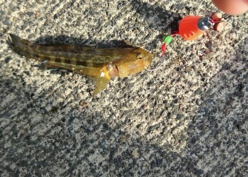 シマハゼの釣果