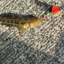 シマハゼ