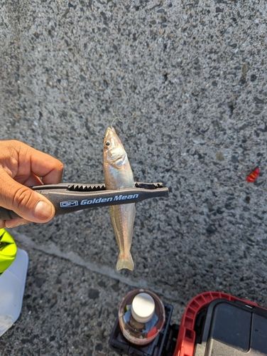 シロギスの釣果