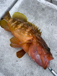 キジハタの釣果