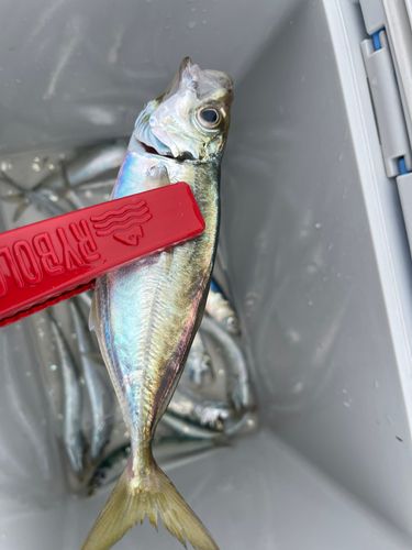 マイワシの釣果