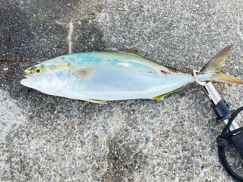 ハマチの釣果