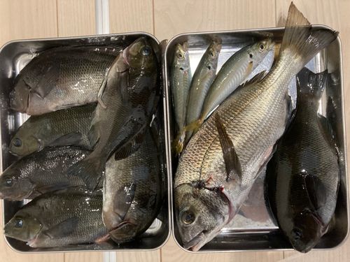 グレの釣果