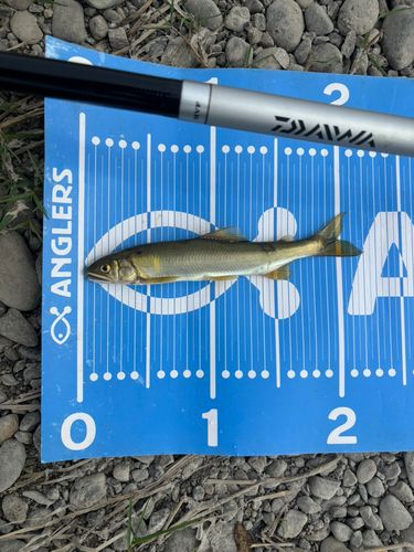 アユの釣果