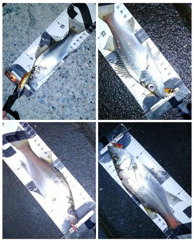 セイゴ（ヒラスズキ）の釣果