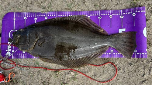 ヒラメの釣果