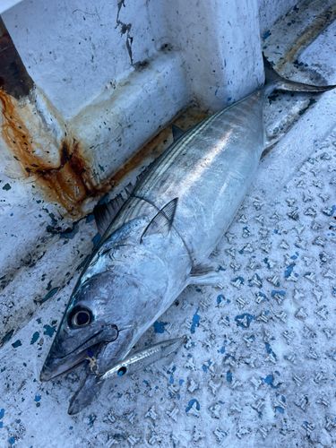 ハガツオの釣果