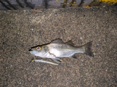 セイゴ（ヒラスズキ）の釣果