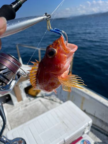 アヤメカサゴの釣果
