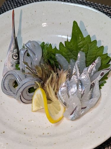 サヨリの釣果