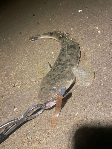 マゴチの釣果