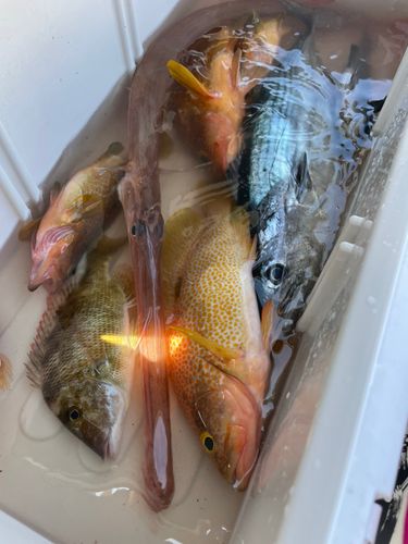 クチブトグレの釣果