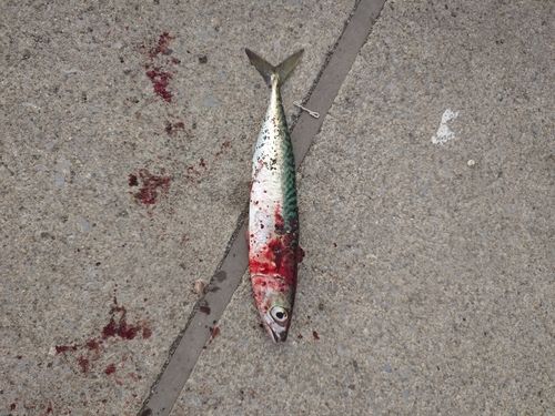 サバの釣果