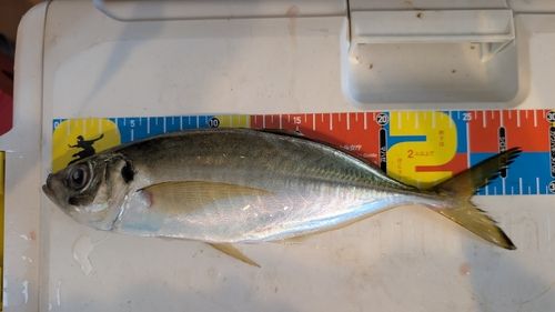 マアジの釣果