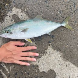 ワカシ