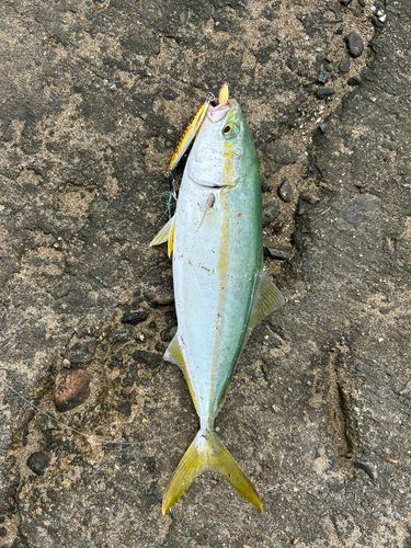 コゾクラの釣果