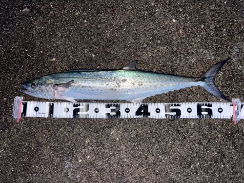 サゴシの釣果