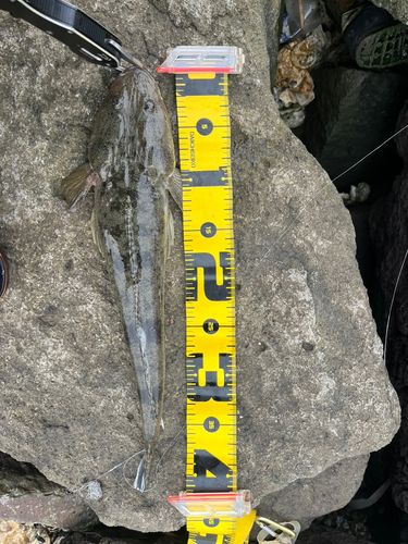 マゴチの釣果