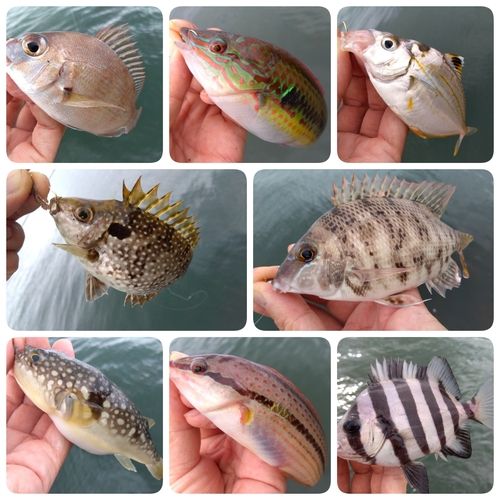 アイゴの釣果