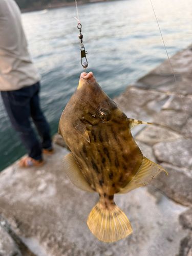 カワハギの釣果