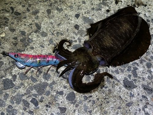 アオリイカの釣果
