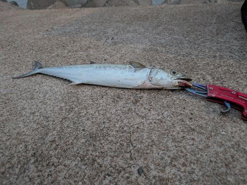 サゴシの釣果