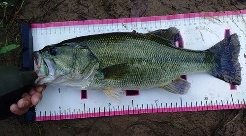 スモールマウスバスの釣果